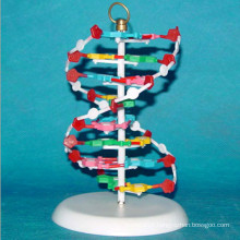 High Quality Medical Research Human DNA Model (R180107)